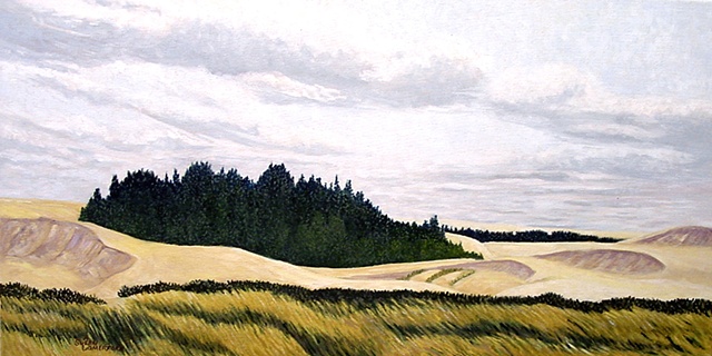 An Island of trees in the sand dunes on the West Coast near Reedsport Oregon