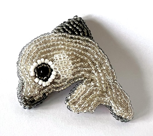 Vaquita (Phocoena sinus)