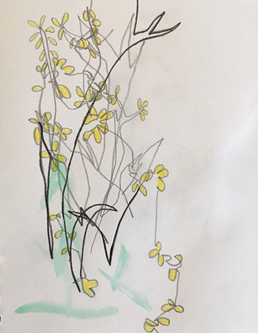 Wisteria (graphite and watercolor on paper)