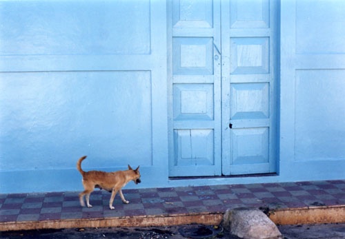 un perrito con puerta azul
