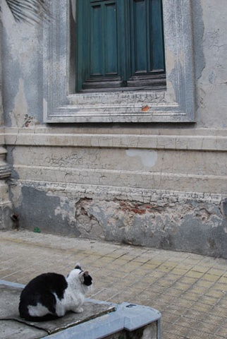 Untitled (Recoleta cat on corner)