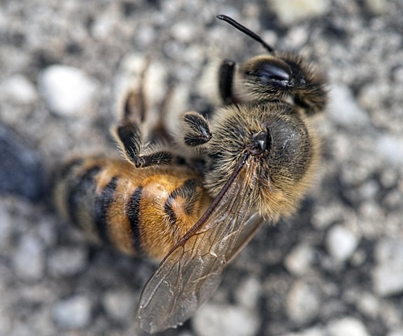 macro shot of dead bee New Orleans Louisiana