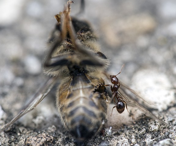 bee dead nature macro photography wings
