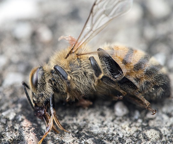 bee dead nature macro photography 