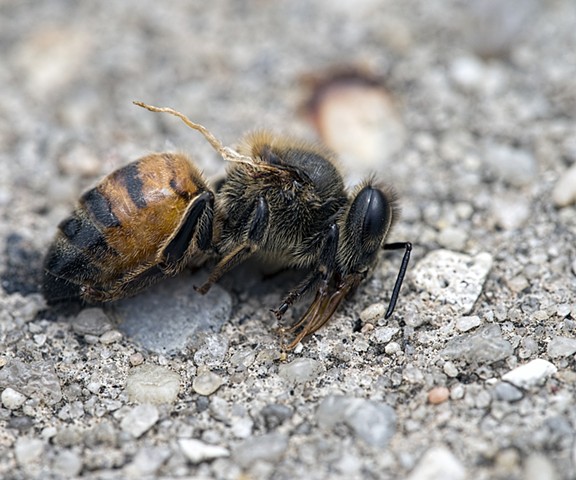 macro shot of dead bee in New Orleans