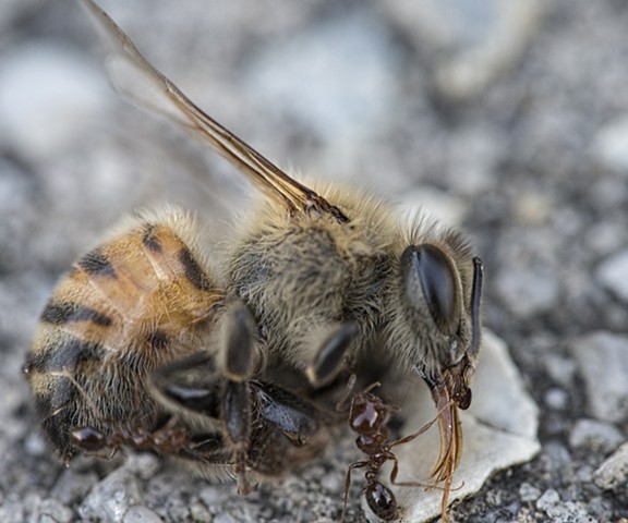 bee dead nature macro photography 
