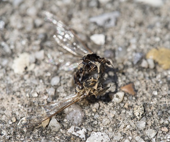 bee dead nature macro photography wings