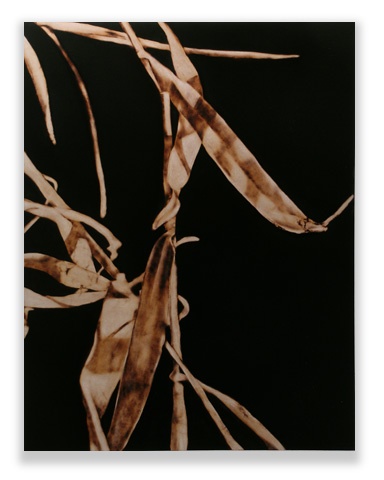 Image of leaves of grass