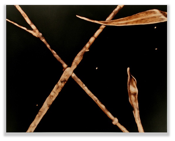 Image of crossed grass stems