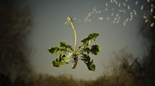 Latent wishes