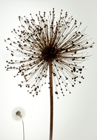 The rare Taraxacum Gigantus