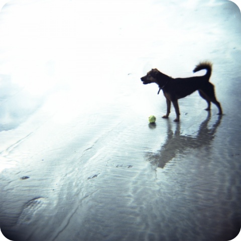 dog and ball
