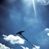 bird kite