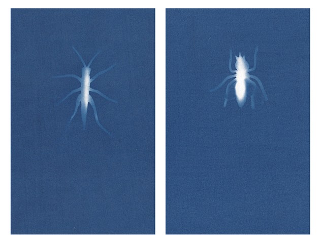 Cyanotype Archives: Plastic Bugs