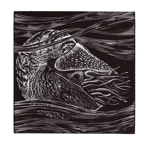 This is a wood engraving print of a nautilus in black and white printmaking 