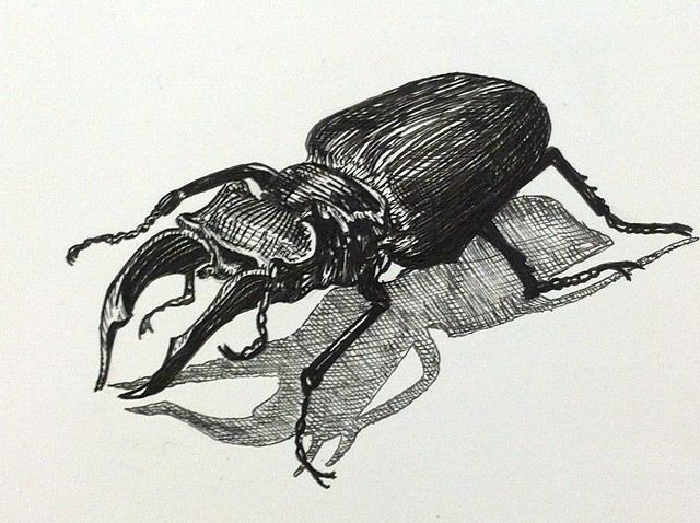 a pen and ink black and white drawing of a stag beetle bug creepy spofford press crosshatching