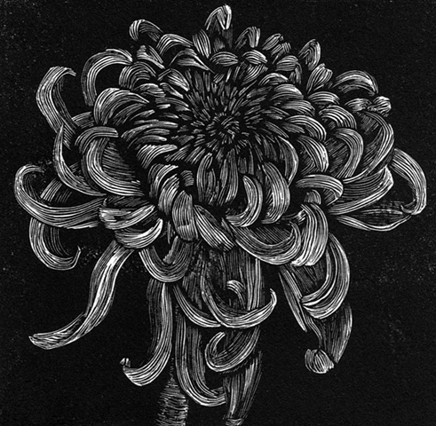 a relief engraving of a chrysanthemum flower