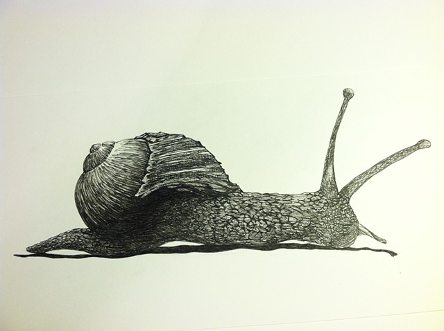 a pen and ink black and white drawing of a cute little snail slime slug with a twee indie emo  hipster spofford press crosshatching