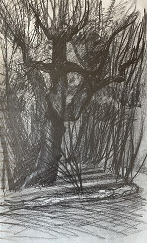 Tree in Boboli Gardens