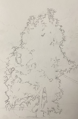 Mango Tree