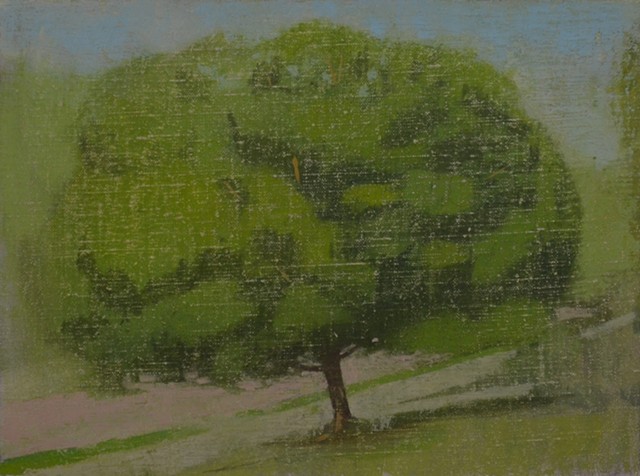 Tree on Arden Drive