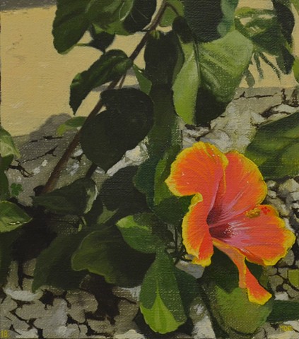 Hibiscus