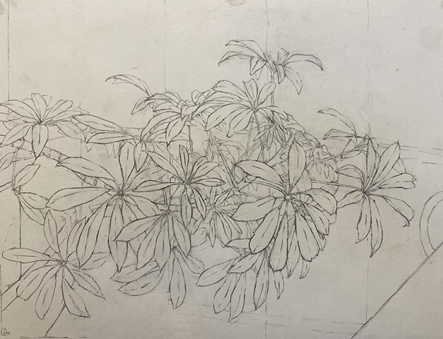 Money Plant