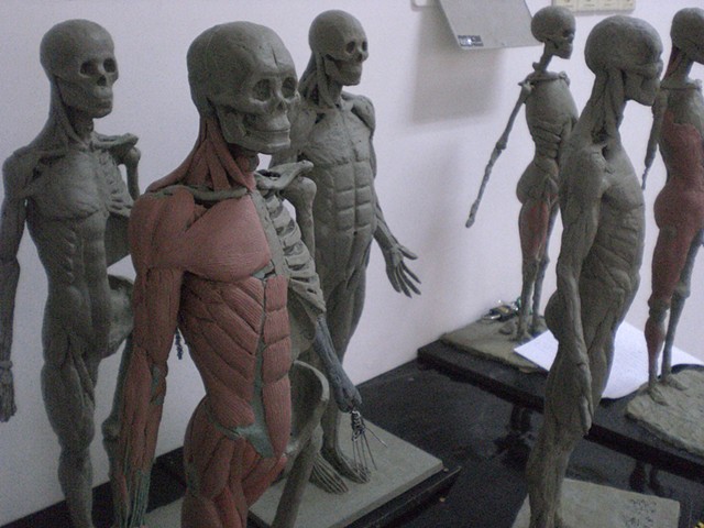 Group of anatomical studies