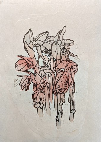 Ghost pipe, Glory Hills