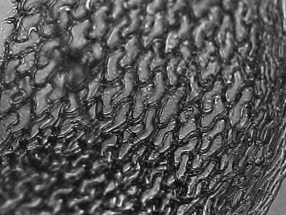 Micrograph of Sphagnum 3