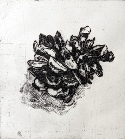 Jack pine cone drypoint