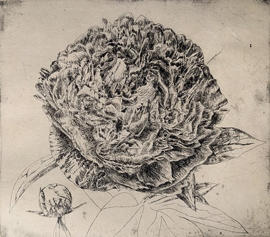Peony Study