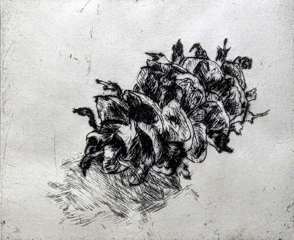 Douglas fir cone drypoint