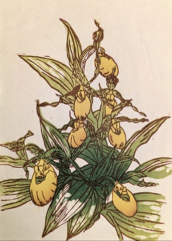 Yellow lady's slipper, Wagner