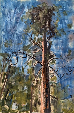 Ponderosa pine 4