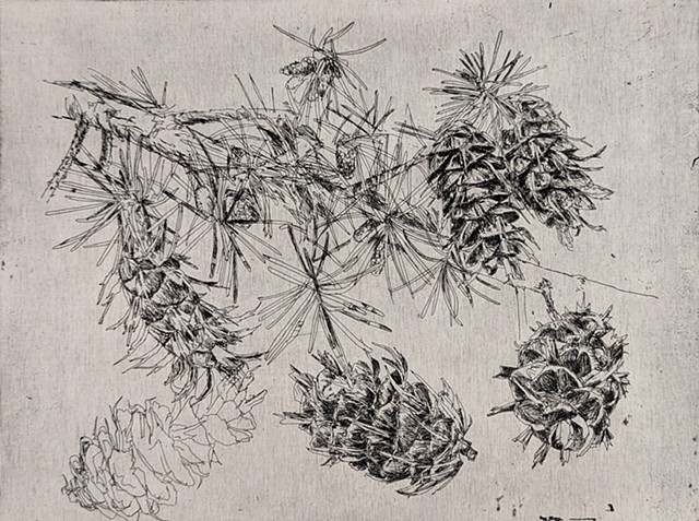 Douglas fir cones