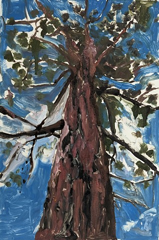 Ponderosa pine 3