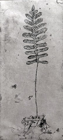 Common polypody fern