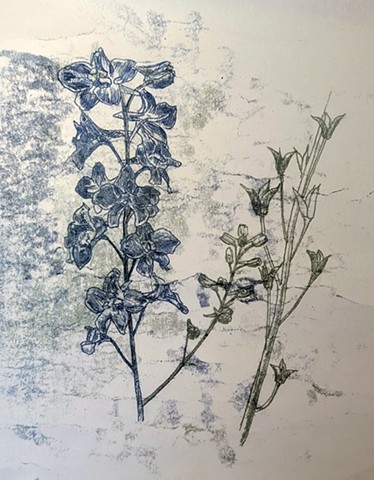 Delphinium study