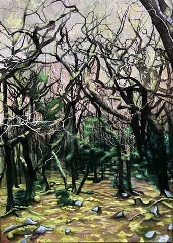 THE ARBOREALISTS Exploring trees and woodlands on Exmoor and Dartmoor