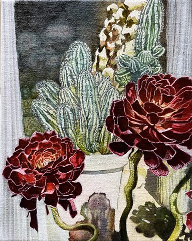 Aeonium Afternoons 