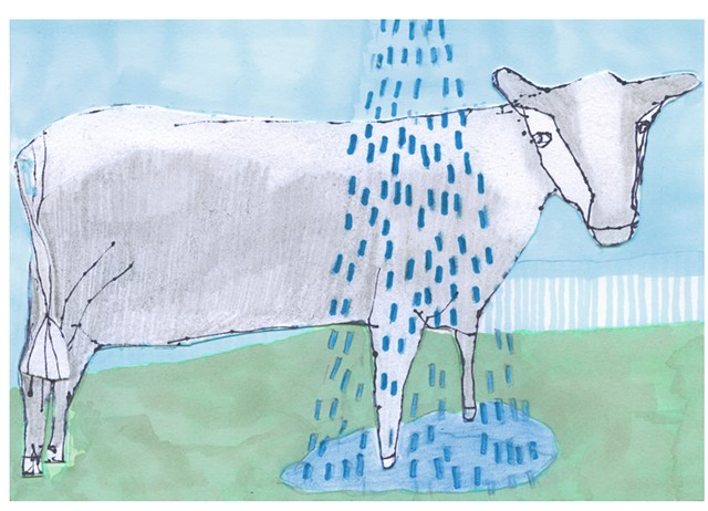 Cow in Rain