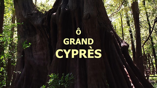 Ô Grand Cyprès