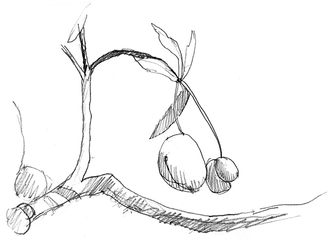 mango branch