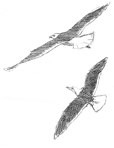 black-backed gulls