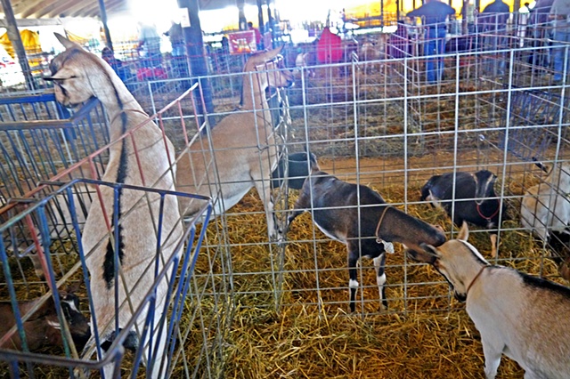 County Fair 29