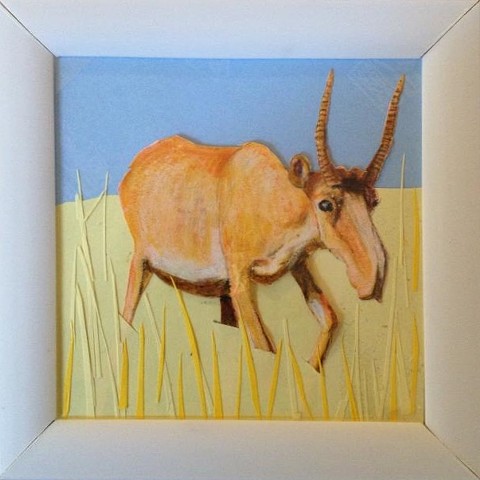  Saiga Antelope