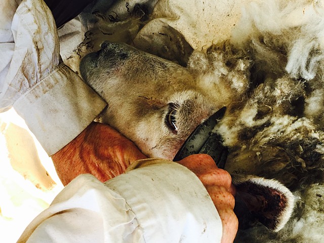 Close-up of Gene shearing Romney sheep, Mamie, 2017