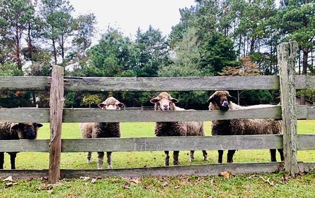 Merino ewes posing for breakfast. 