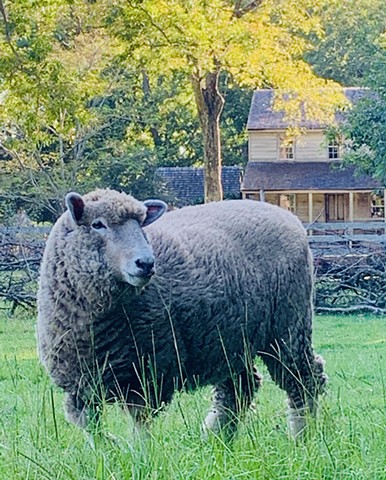 Island Farm Sheep